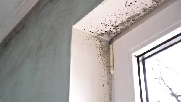 Best DIY Mold Remediation Support Services in Goddard, KS