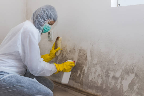 Best Crawl Space Mold Remediation in Goddard, KS