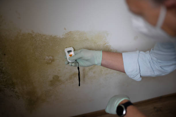 Best Kitchen Mold Remediation in Goddard, KS