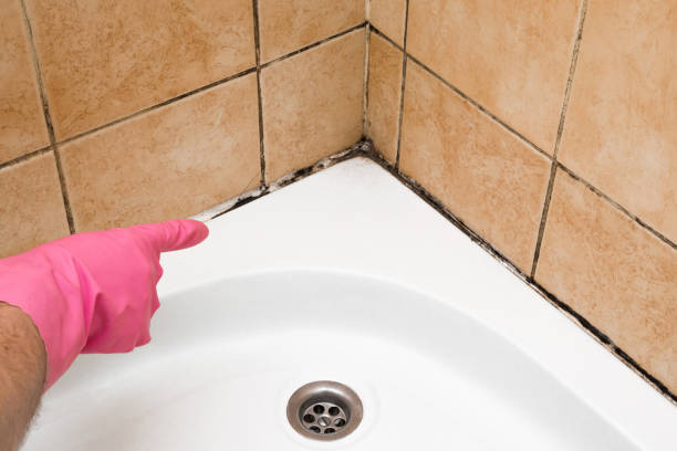 Best Emergency Mold Remediation in Goddard, KS